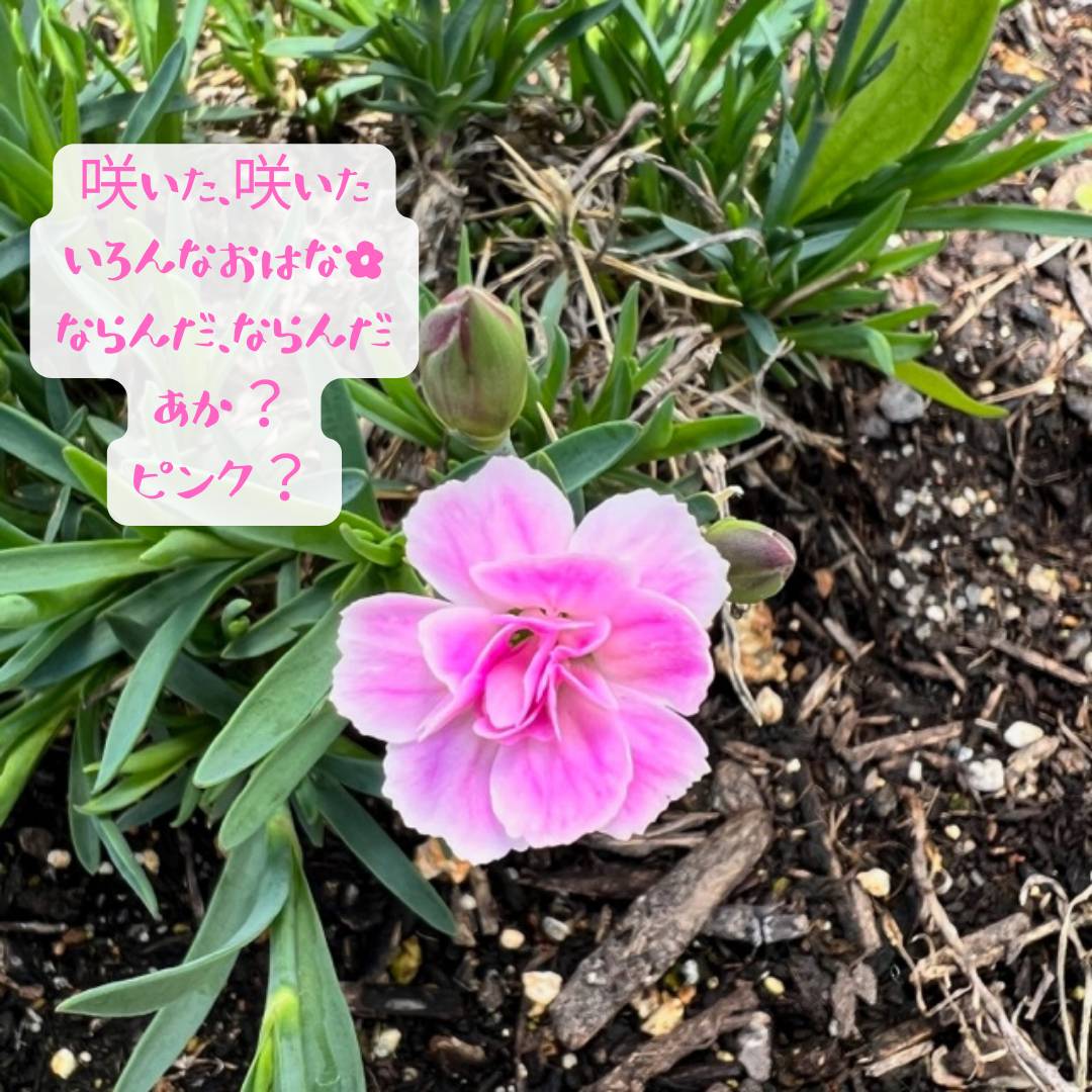 おはな🌼🌼🌼 AOBT 浪岡インター店のブログ 写真2