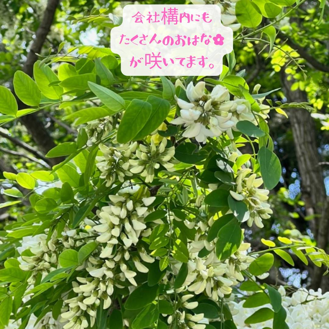 おはな🌼🌼🌼 AOBT 浪岡インター店のブログ 写真1