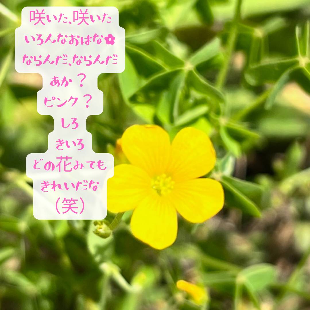 おはな🌼🌼🌼 AOBT 浪岡インター店のブログ 写真4