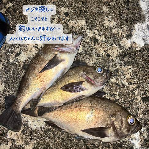 【店長趣味　釣りブログ】 AOBT 浪岡インター店のブログ 写真1