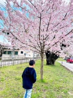 “さくら庭”の桜　🌸満開🌸　能代市 大渕トーヨー住器のブログ 写真3