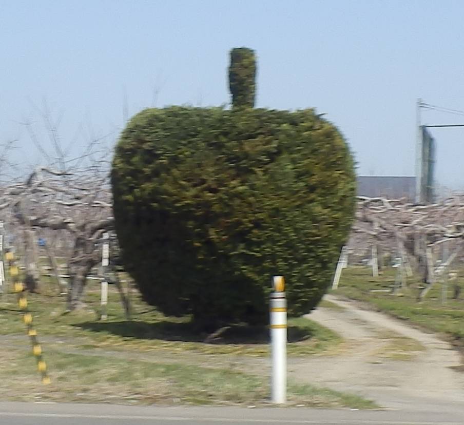 りんご🍎型の木🌳 鎌田トーヨー住器のブログ 写真1