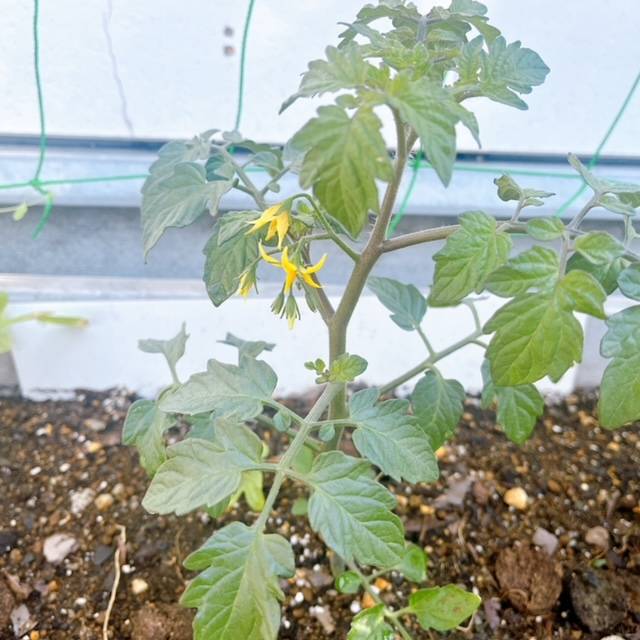 家庭菜園🍅順調です FBT新白河店のブログ 写真1