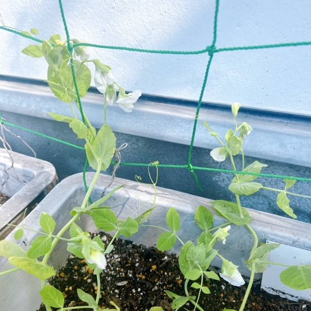 家庭菜園🍅順調です FBT新白河店のブログ 写真2