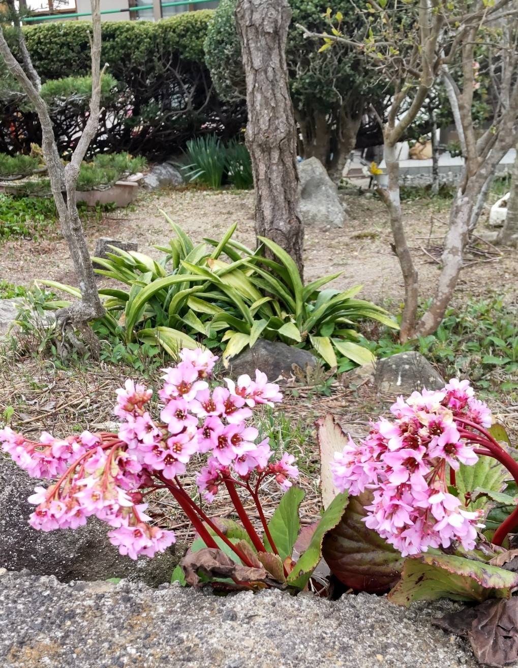 春の訪れを知らせてくれる🌸 大角屋トーヨー住器のブログ 写真1