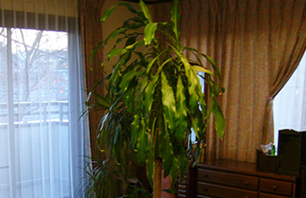 暗い部屋と観葉植物の写真