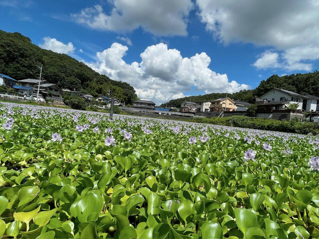 ホテイアオイ大量発生 サン建材トーヨー住器のブログ 写真1