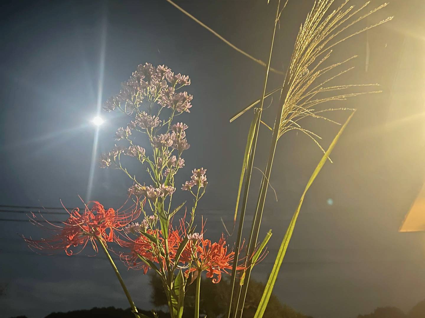 お月見🍡🌕✨ サン建材トーヨー住器のブログ 写真1