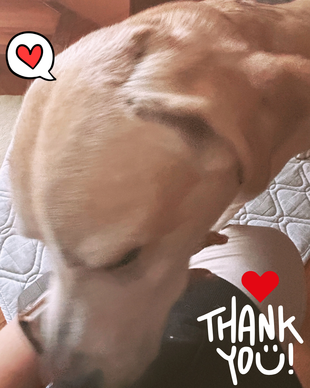 サン建材トーヨー住器の🐾 ペットと暮らす窓診断あり！床から30cmの世界を守る窓リフォーム🐾🐶のお客さまの声の写真1