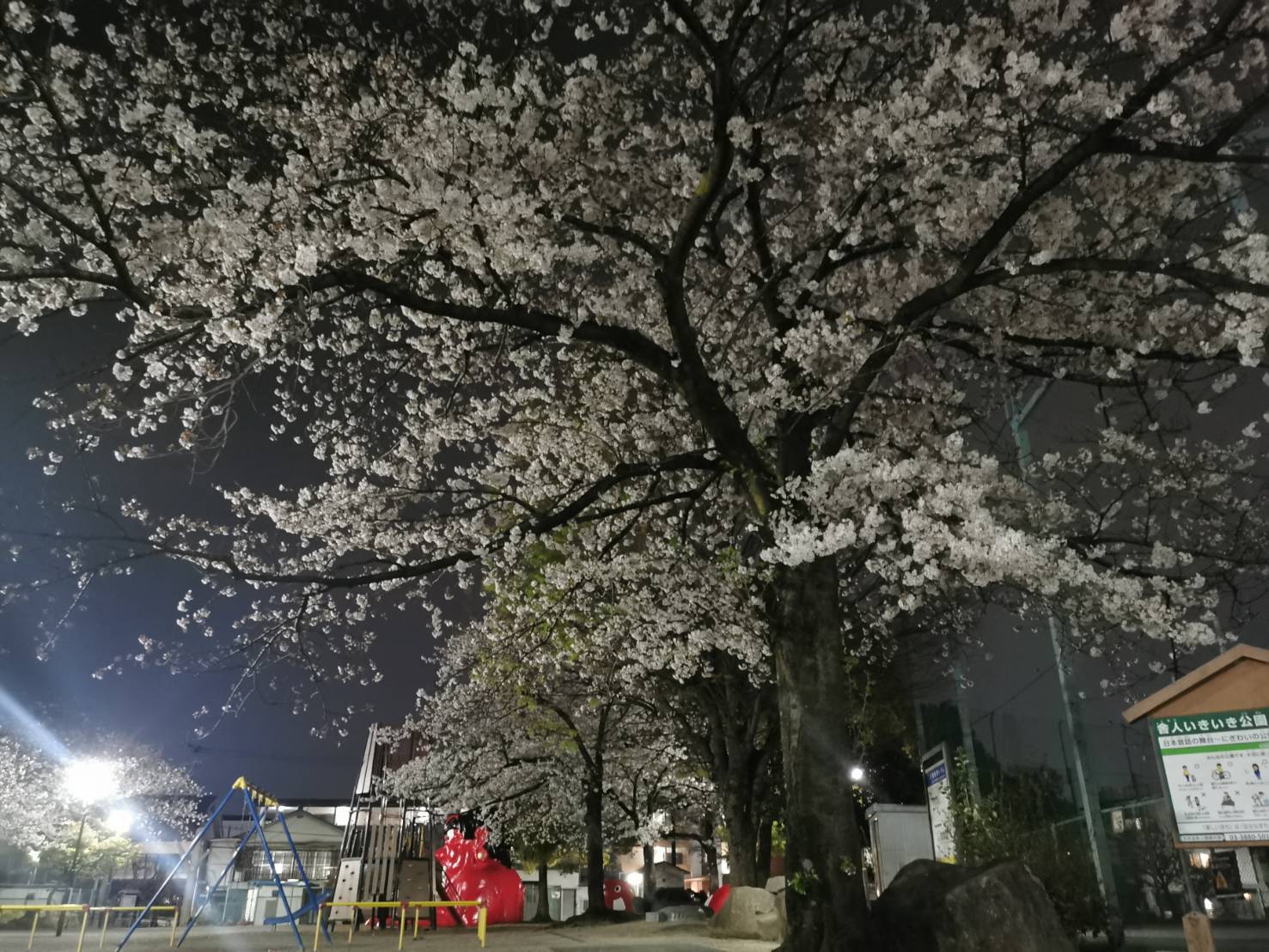 すっかり春めいてきました イチロのブログ 写真1