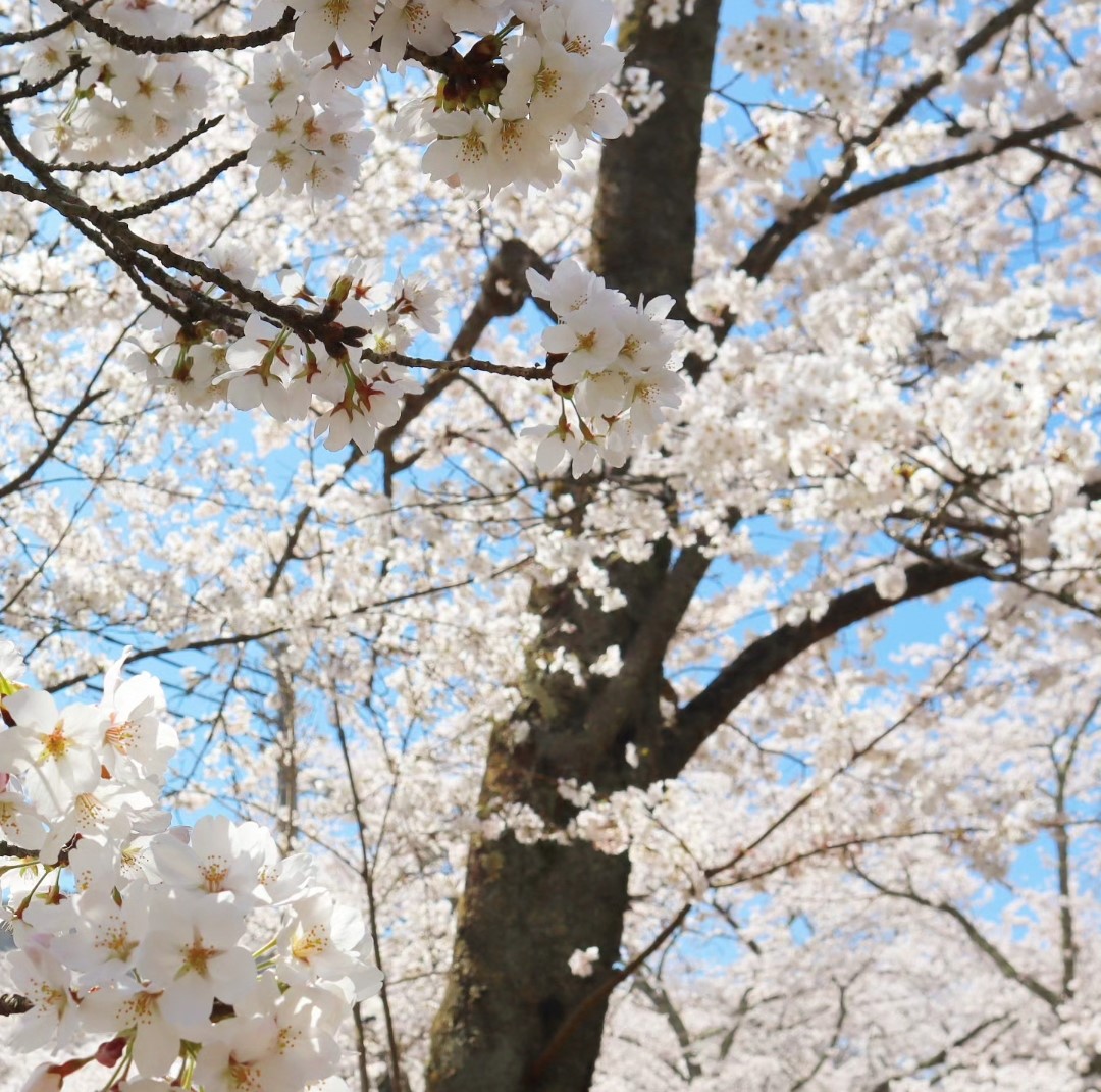 お花見2024🌸 八鹿アルミ 福知山店のブログ 写真1