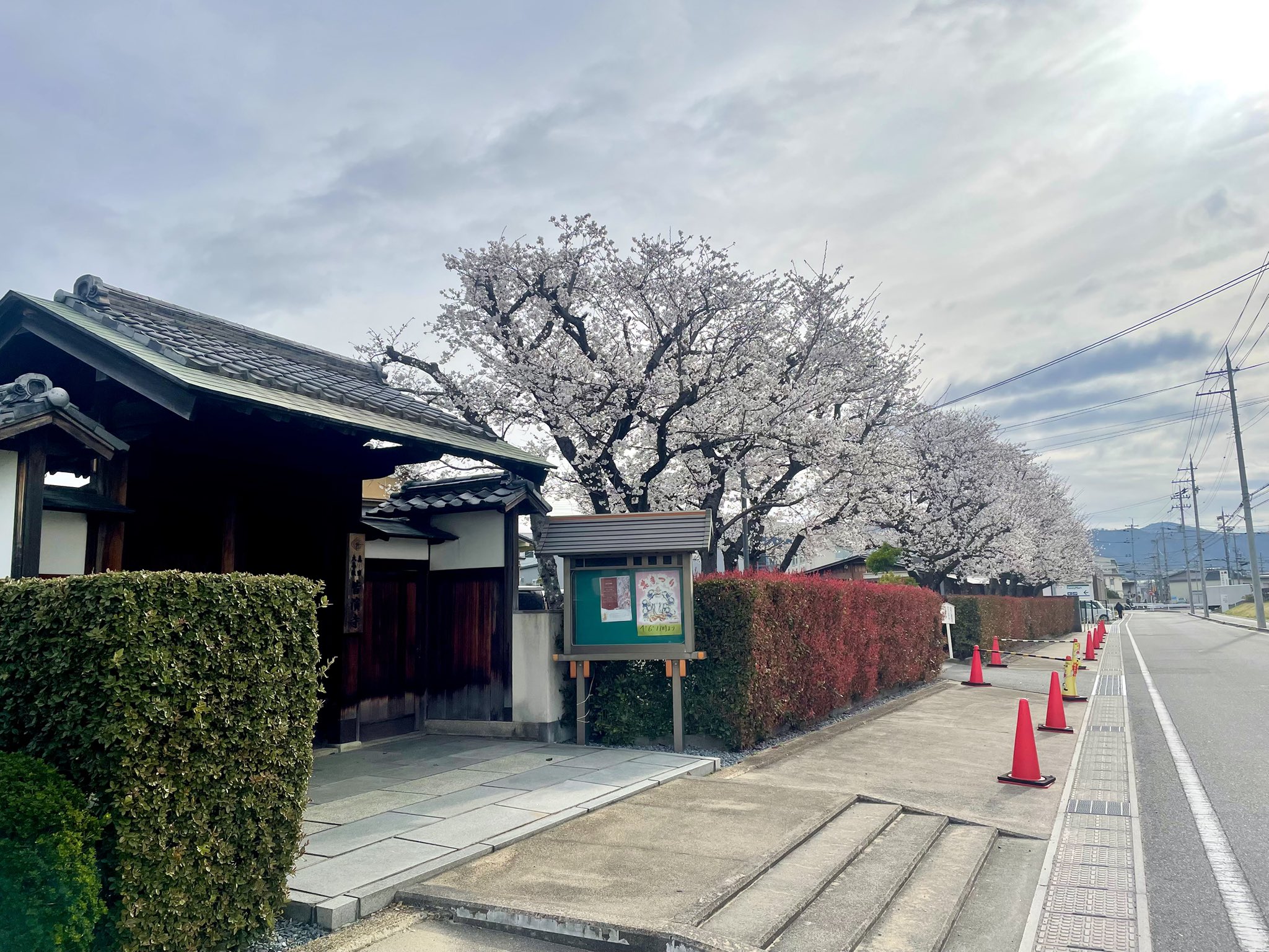 桜が満開🌸 サンウインドのブログ 写真1
