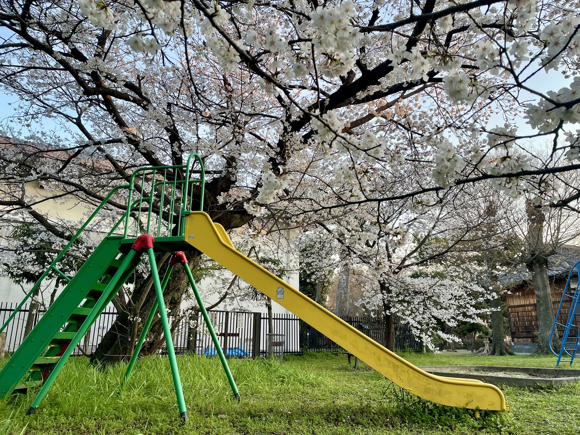 桜が満開🌸 サンウインドのブログ 写真3