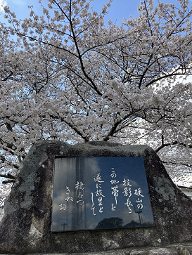 満開の桜の木 小林エコ建材のブログ 写真1