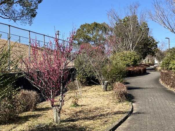 現場で見つけた春の訪れ 小林エコ建材のブログ 写真1