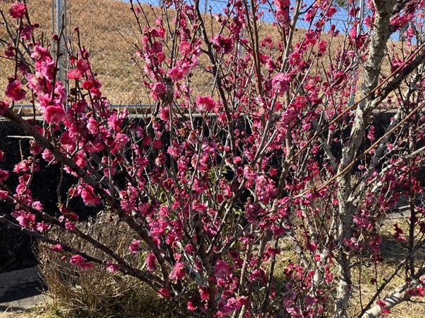 現場で見つけた春の訪れ 小林エコ建材のブログ 写真2