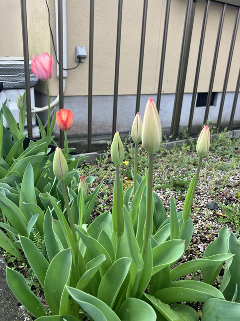 現場の小さなつぼみたち 小林エコ建材のブログ 写真2
