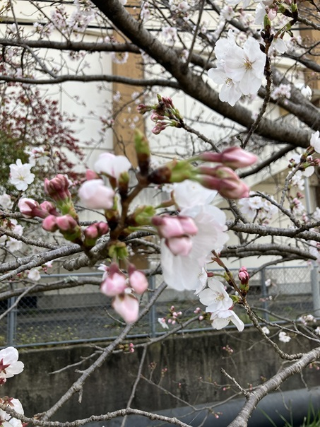 現場の小さなつぼみたち 小林エコ建材のブログ 写真1