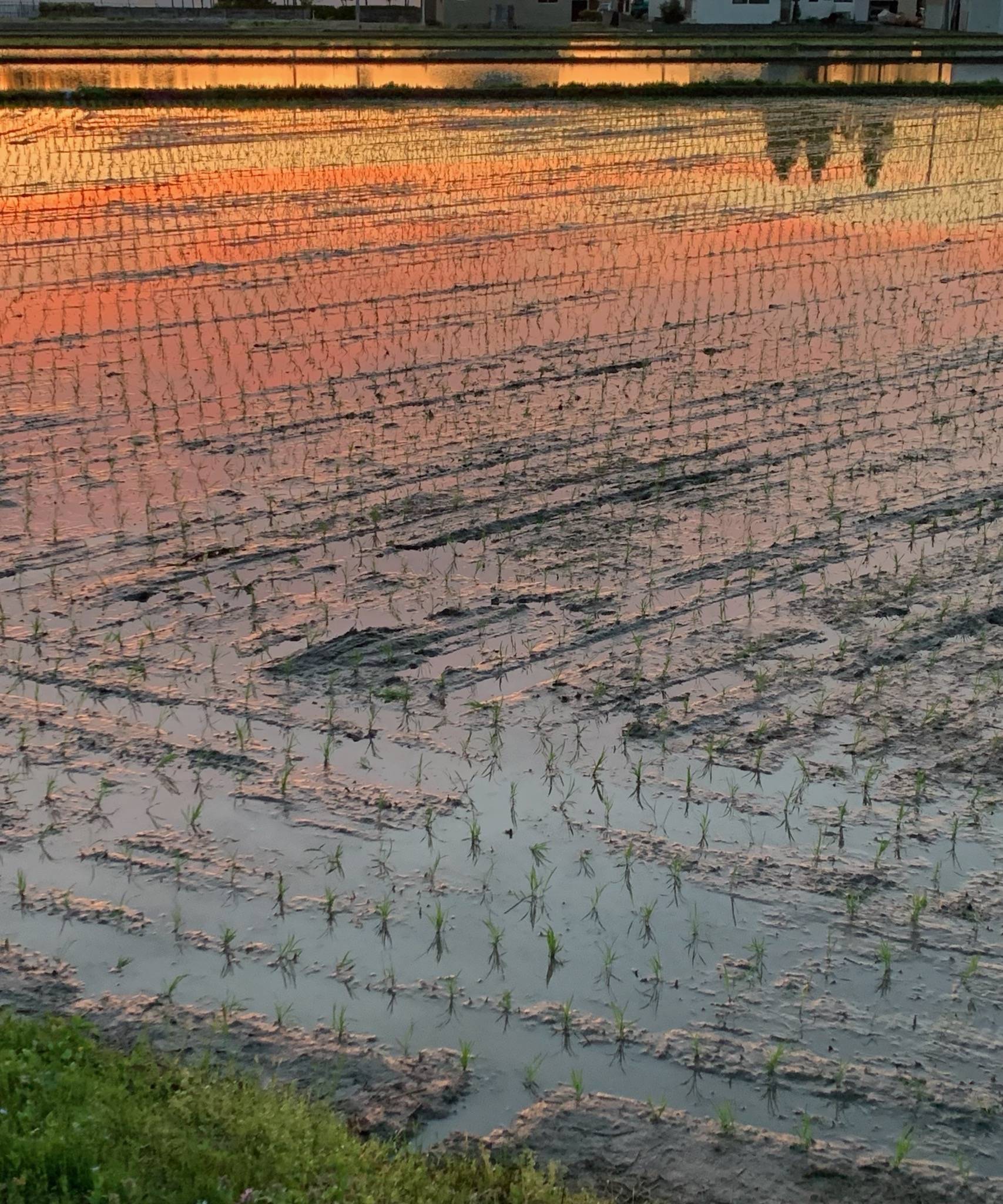 田植えも終盤へ🌾 羽後トーヨー住器のブログ 写真2