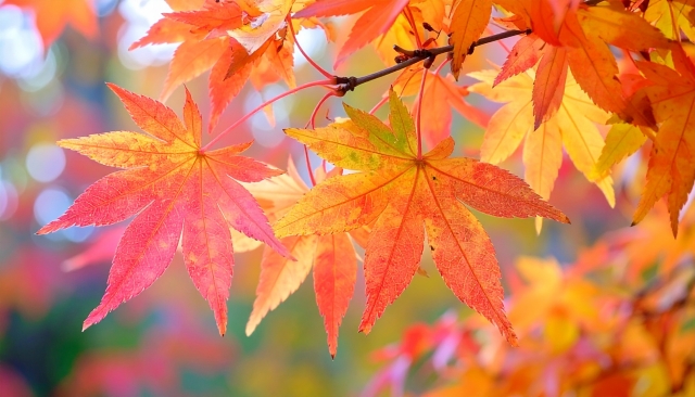 【大仙市・美郷町】サッシのプロが在籍しています！ 羽後トーヨー住器のブログ 写真1