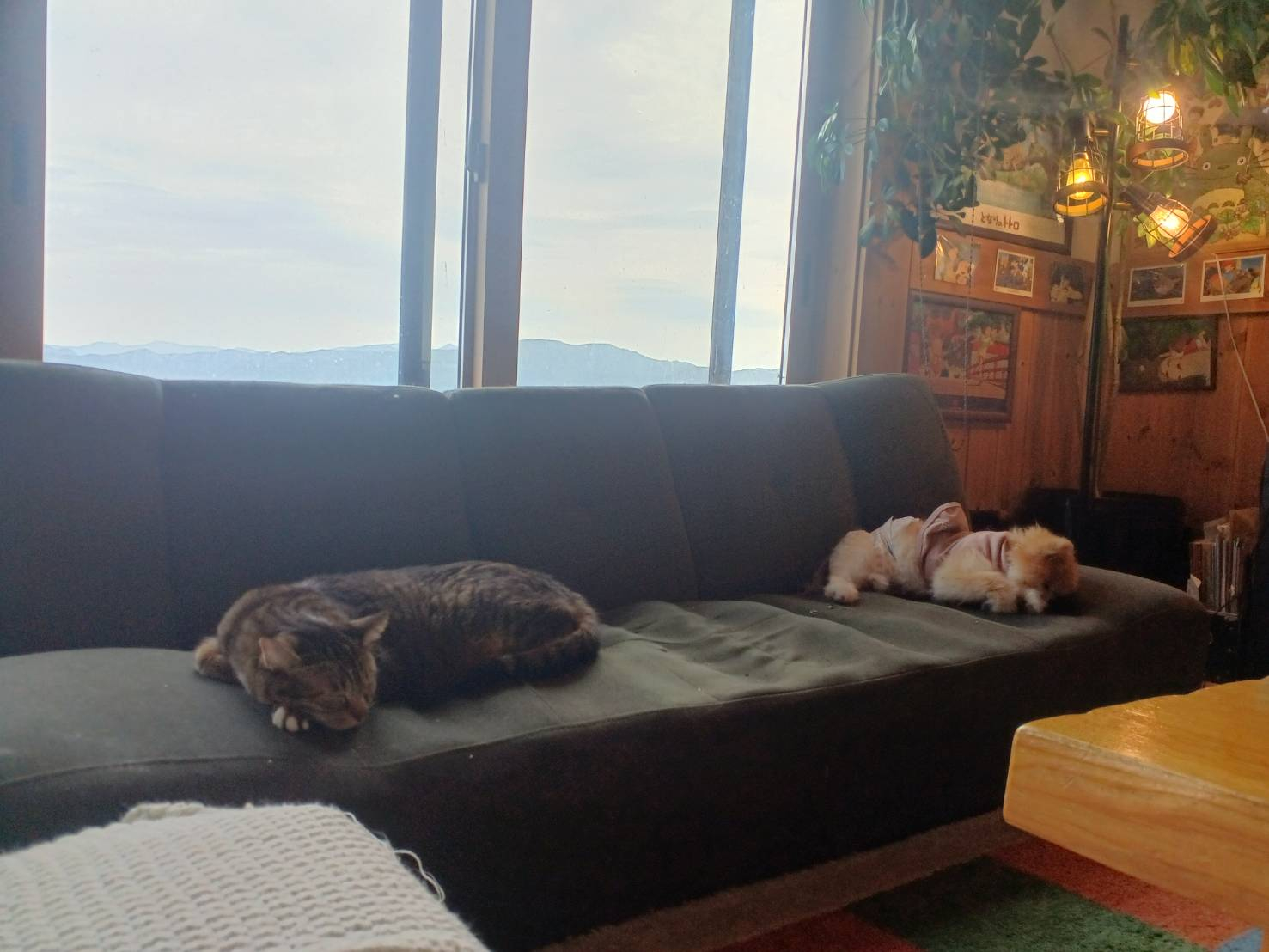 🐶わんことにゃんこ🐈 更埴トーヨー住器のブログ 写真2