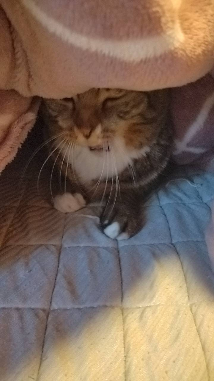 🐈寒くなってきたにニャ🐈 更埴トーヨー住器のブログ 写真1