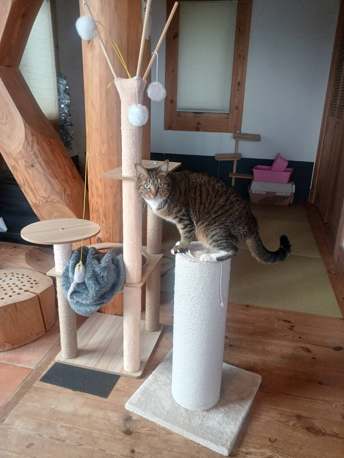 🐈にゃんこの遊び場🐈 更埴トーヨー住器のブログ 写真3