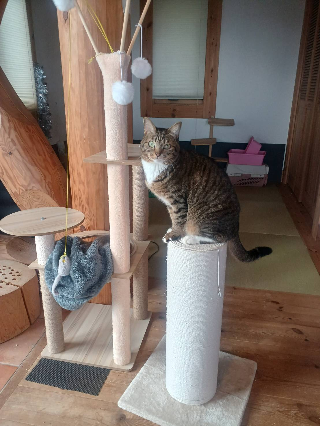 🐈にゃんこの遊び場🐈 更埴トーヨー住器のブログ 写真4