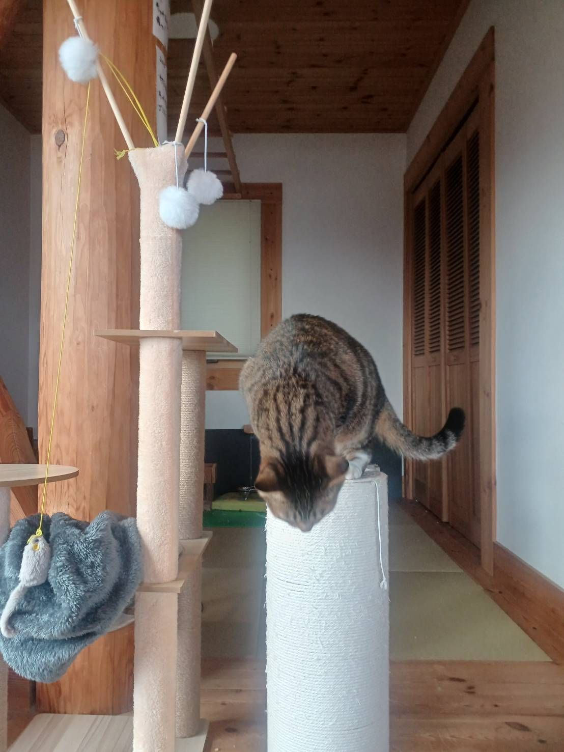 🐈にゃんこの遊び場🐈 更埴トーヨー住器のブログ 写真2