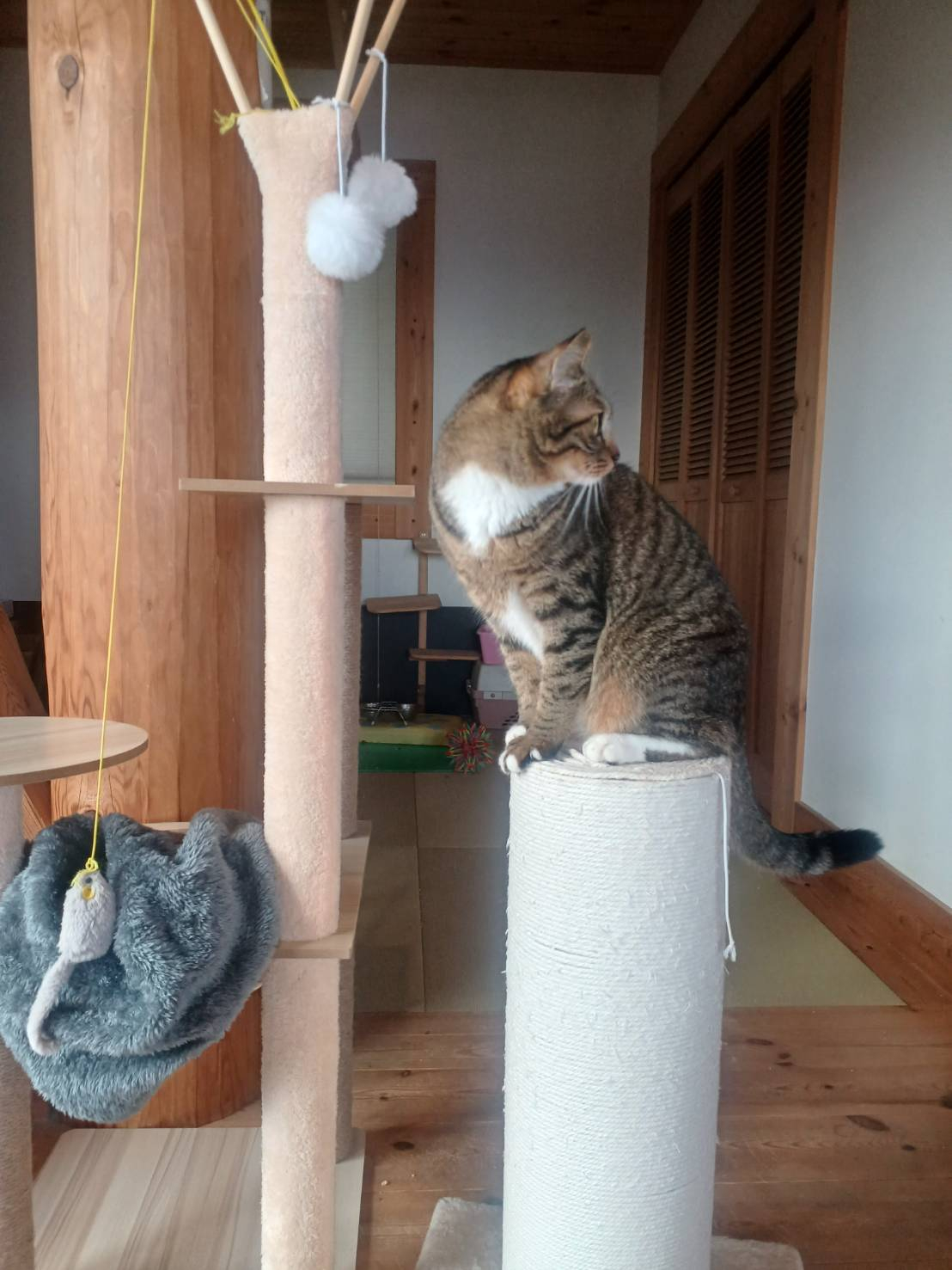 🐈にゃんこの遊び場🐈 更埴トーヨー住器のブログ 写真1