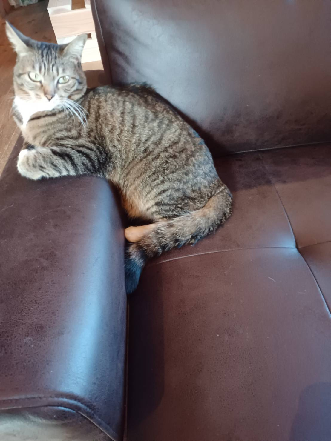 🐈猫と初雪🐈 更埴トーヨー住器のブログ 写真3