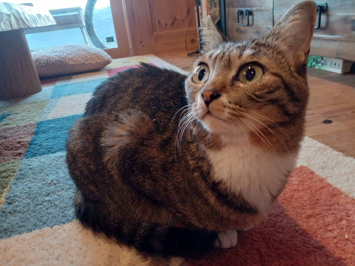 🐈にゃんこと暖炉🐈 更埴トーヨー住器のブログ 写真2