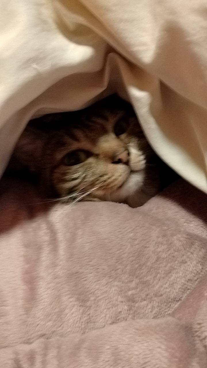 🐈猫と雪🐈 更埴トーヨー住器のブログ 写真3