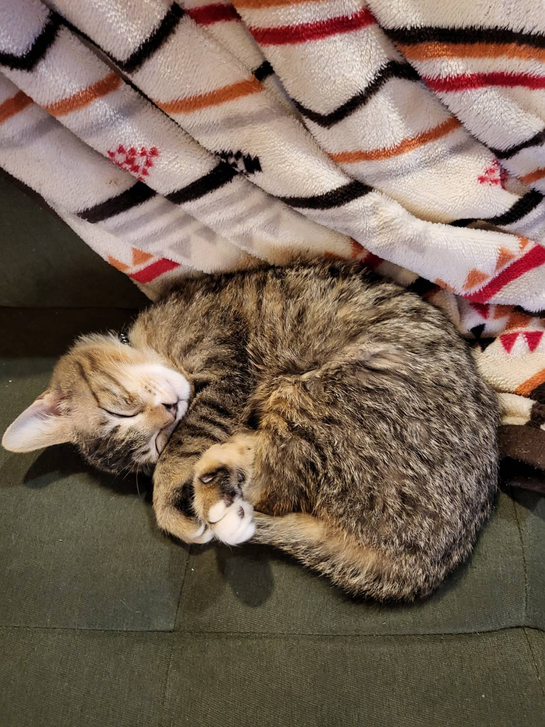 🐈猫と薪ストーブ🐈 更埴トーヨー住器のブログ 写真1