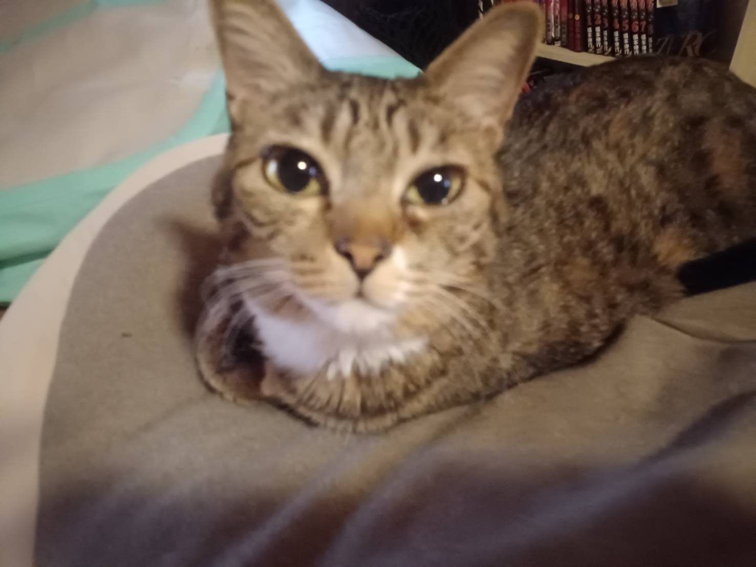 🐈にゃんこと過ごす、寒い季節🐈 更埴トーヨー住器のブログ 写真4