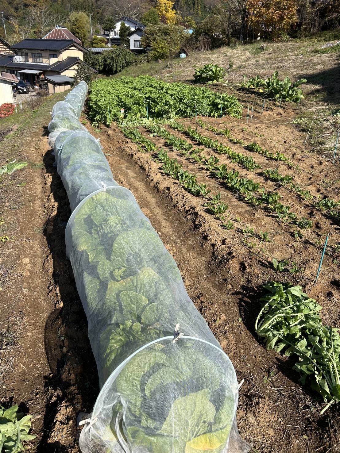 畑で育てた野菜を漬物にしてみました 更埴トーヨー住器のブログ 写真2