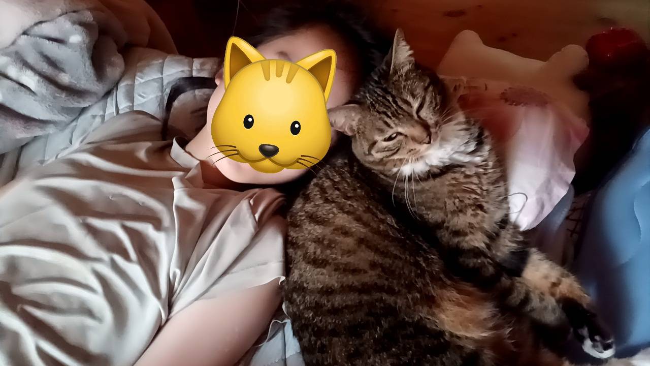 🐈我が家のニャンコ🐈 更埴トーヨー住器のブログ 写真2