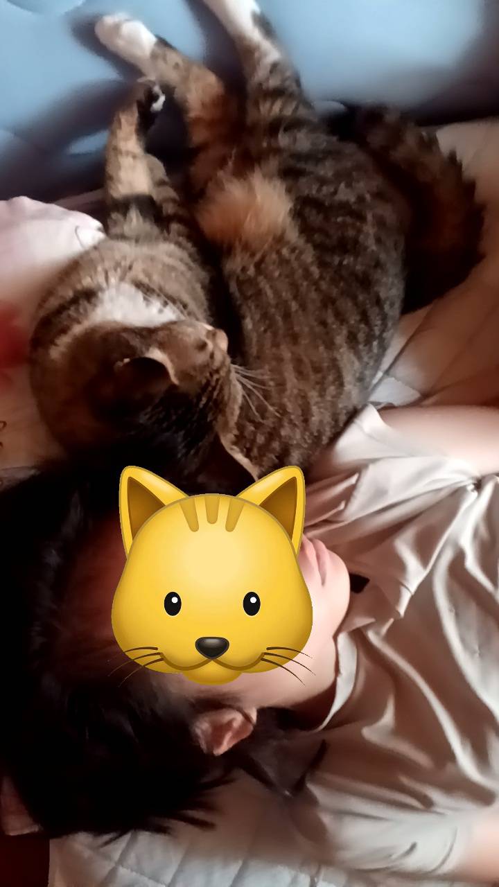 🐈我が家のニャンコ🐈 更埴トーヨー住器のブログ 写真4