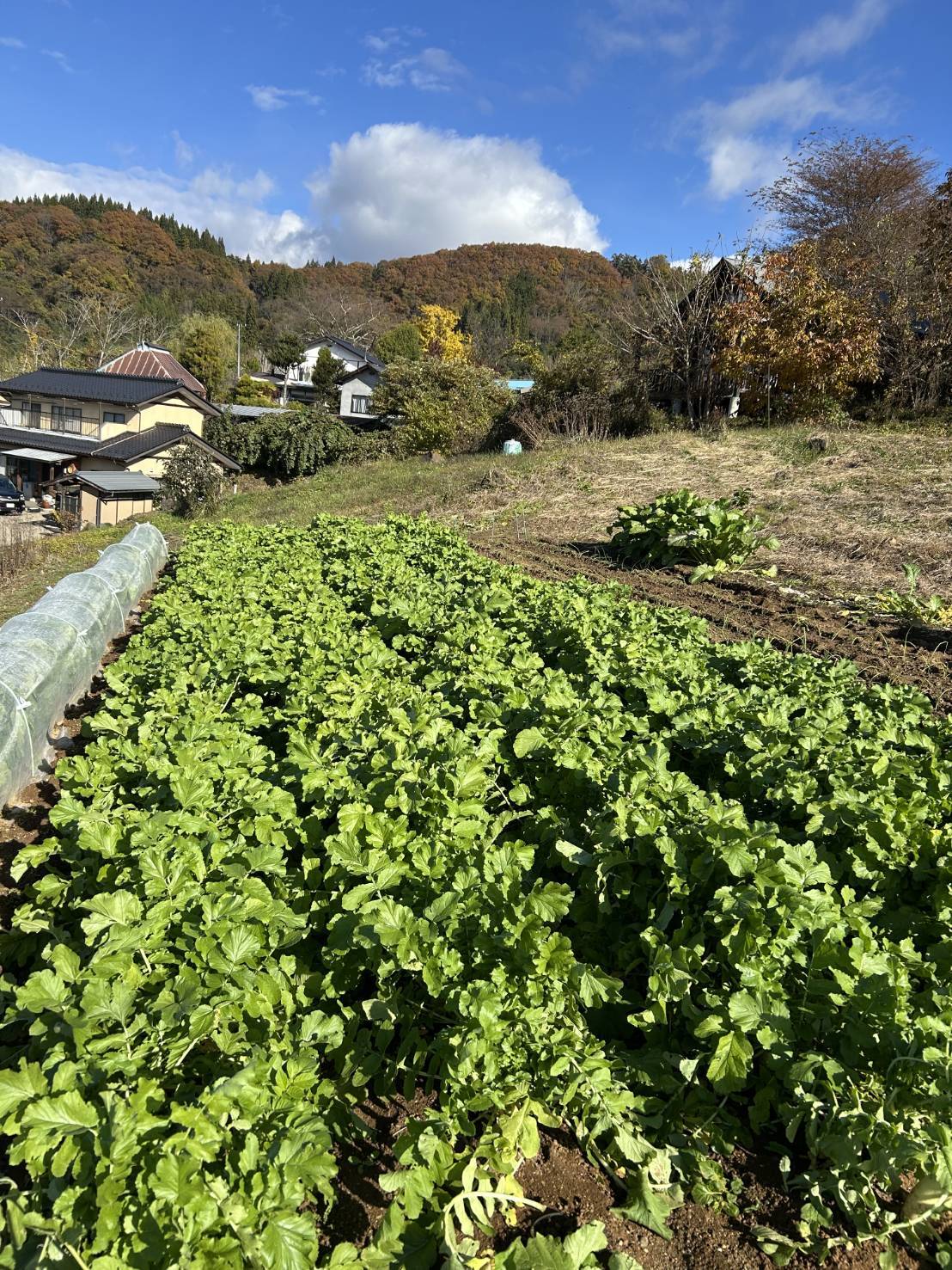 畑で育てた野菜を漬物にしてみました 更埴トーヨー住器のブログ 写真1