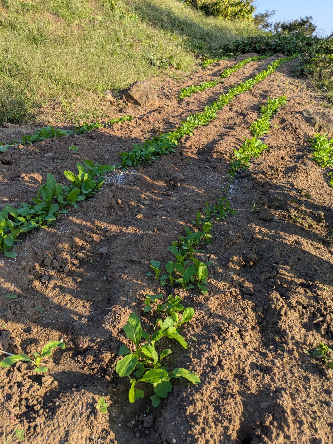 秋野菜と食欲の秋 更埴トーヨー住器のブログ 写真1
