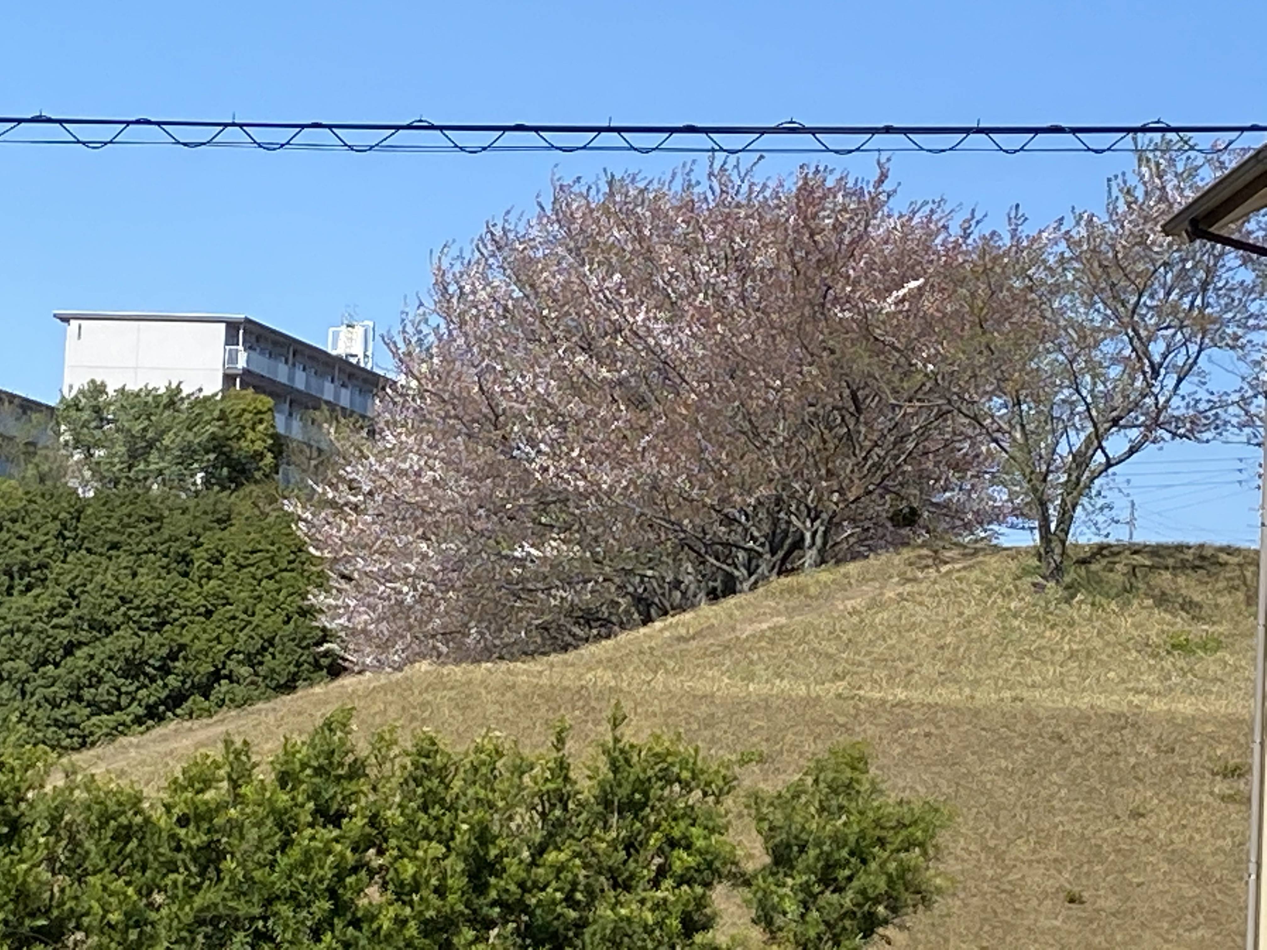 春の彩り💐 MITSUWA 西尾のブログ 写真1