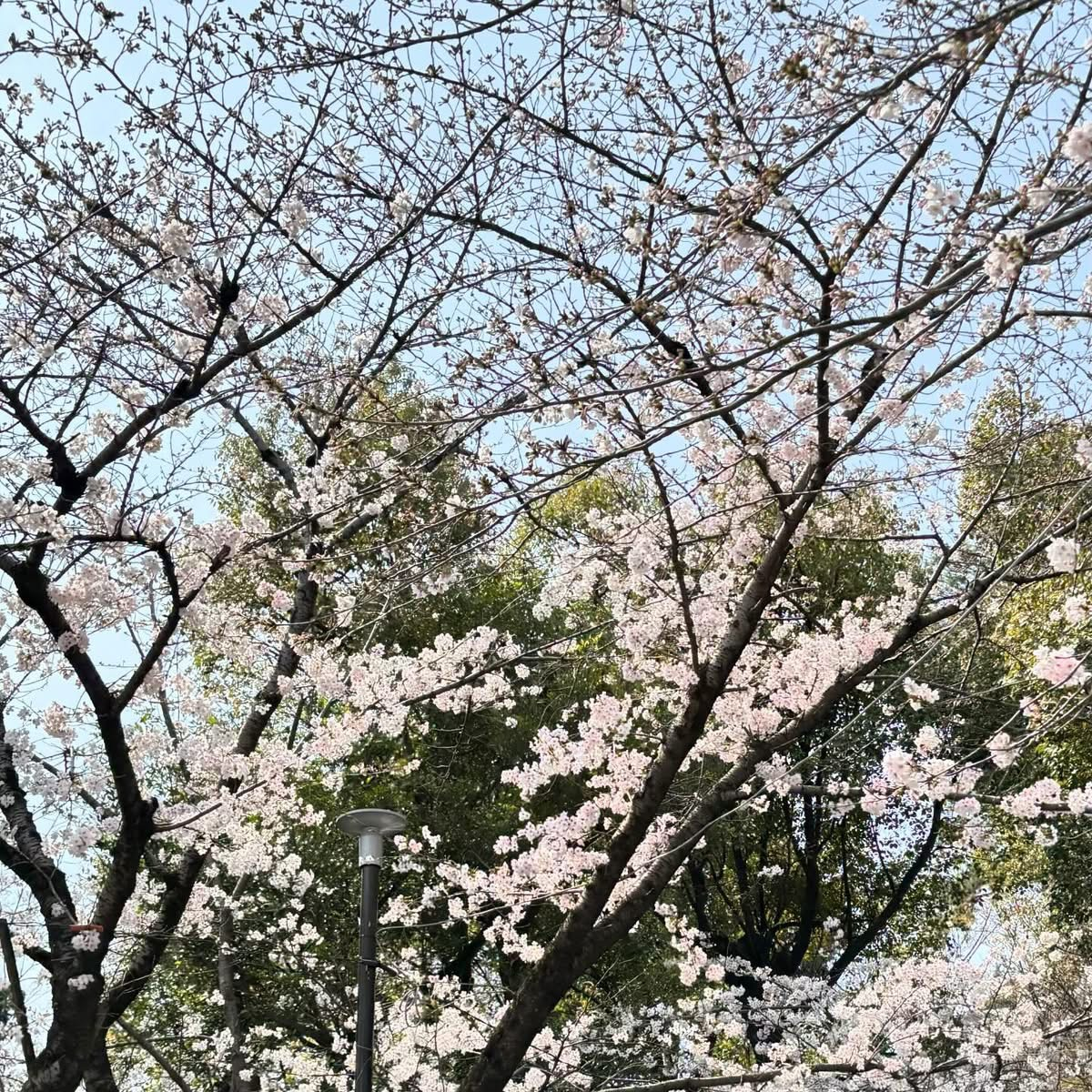 遅めの桜開花🌸 MITSUWA 西尾のブログ 写真1