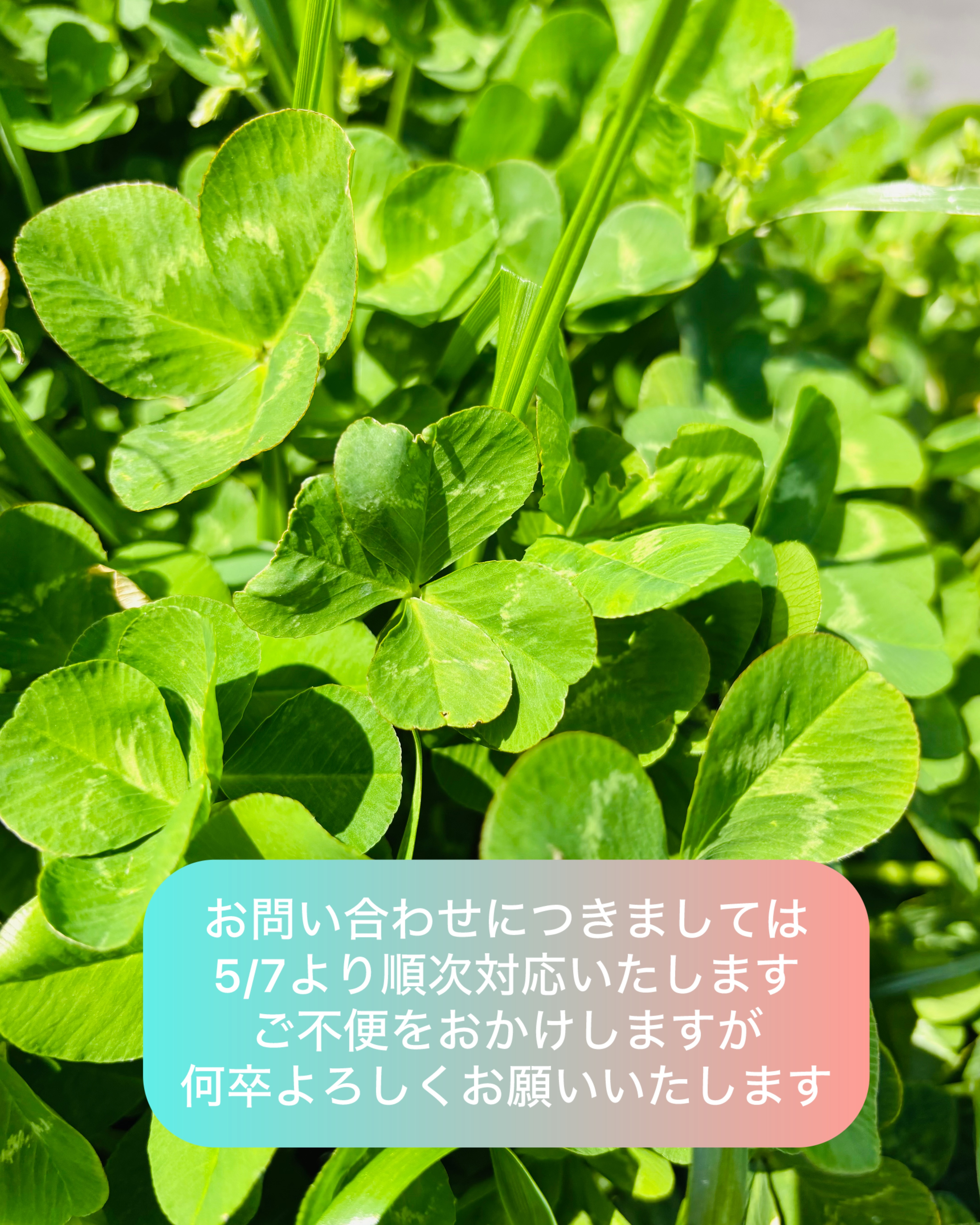 GW休暇のご案内です MITSUWA 西尾のブログ 写真4