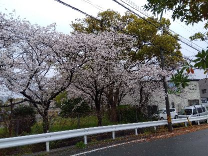 2024桜咲く 丸光トーヨーのブログ 写真1