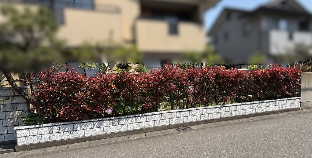 TERAMOTOの【フェンス施工例】生垣を解体して、フェンスを施工させていただきました。の施工前の写真2