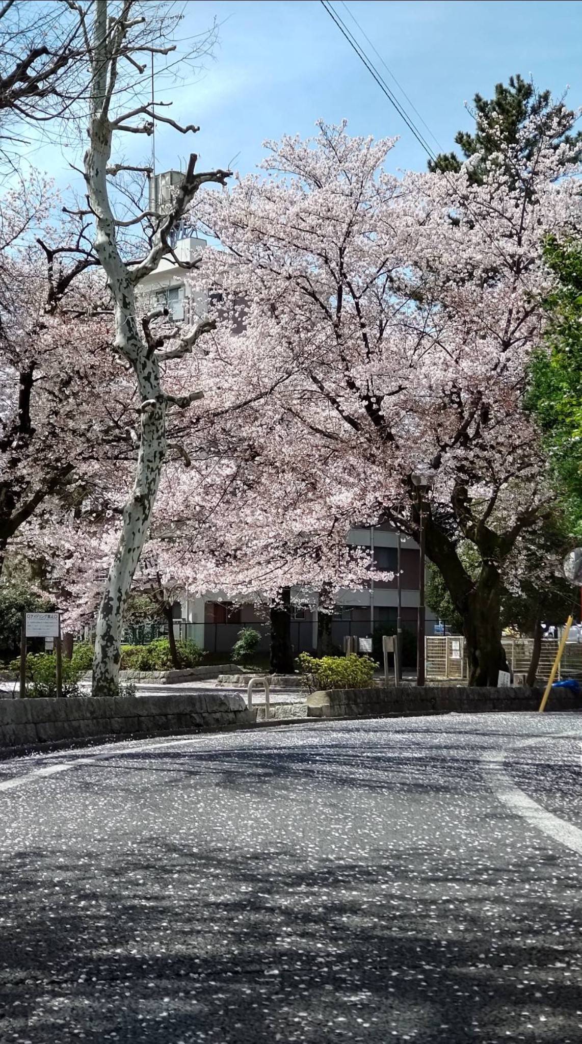 桜 コーホクトーヨー住器のブログ 写真1