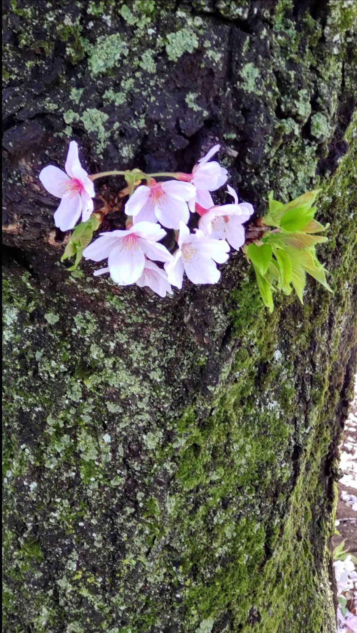 桜 コーホクトーヨー住器のブログ 写真2