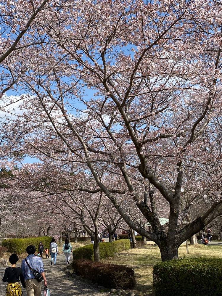 桜の名所へ🚗 コーホクトーヨー住器のブログ 写真3