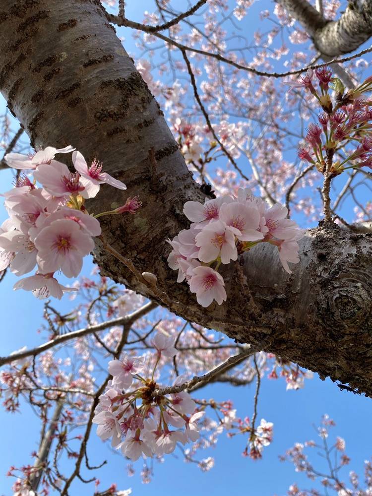 桜の名所へ🚗 コーホクトーヨー住器のブログ 写真2