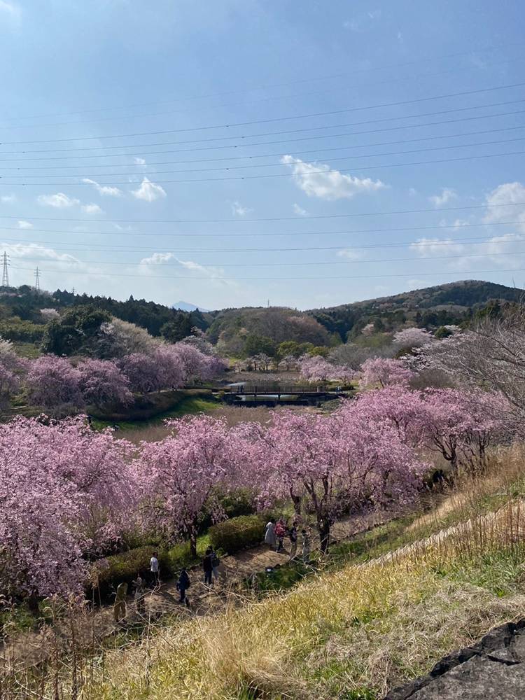 桜の名所へ🚗 コーホクトーヨー住器のブログ 写真1